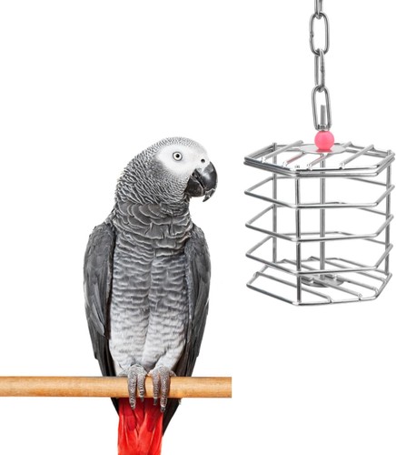 Bird stainless steel foraging - bird,