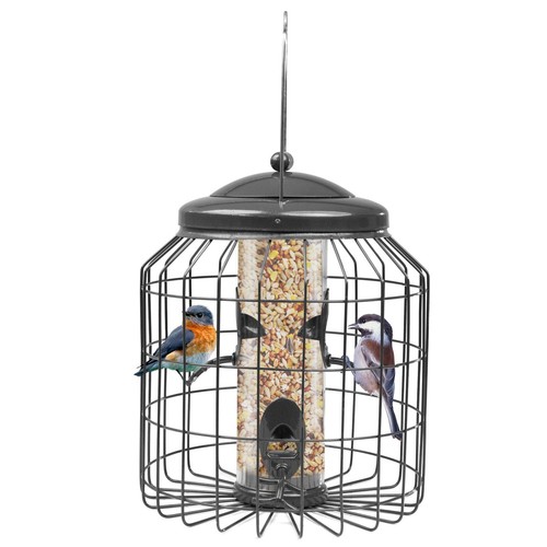 Squirrel proof hanging bird - squirrel,