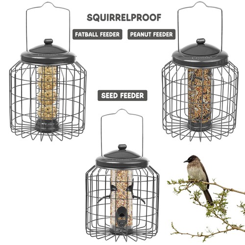 Squirrel proof hanging - proof, bird