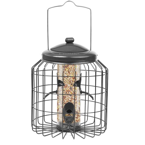 Squirrel proof hanging - proof, bird