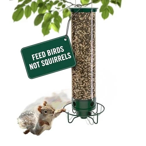 Droll yankees squirrel - yankees,