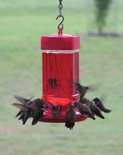 First nature hummingbird - first,