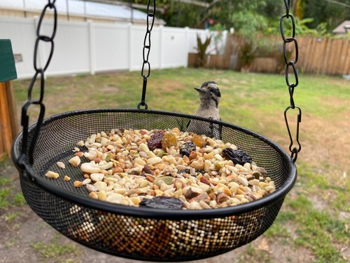 Hanging bird feeder metal - metal, mesh