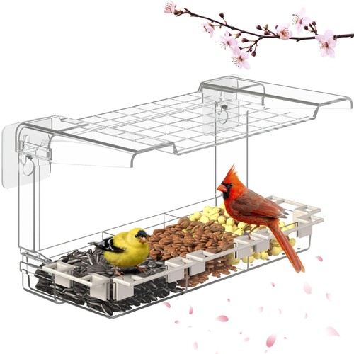 Clear window bird - window,