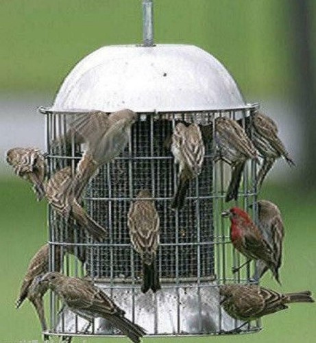Large squirrel proof stainless - proof,
