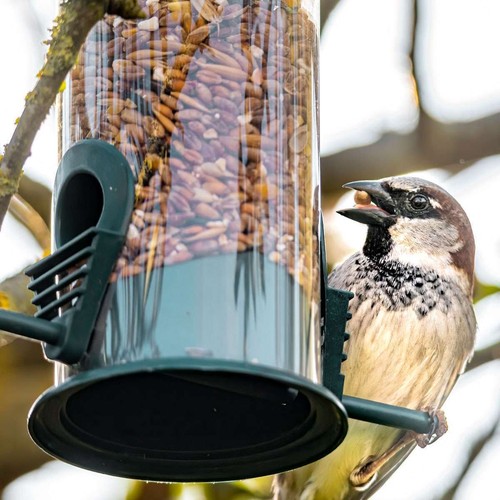 Hanging bird feeder wild - feeder,