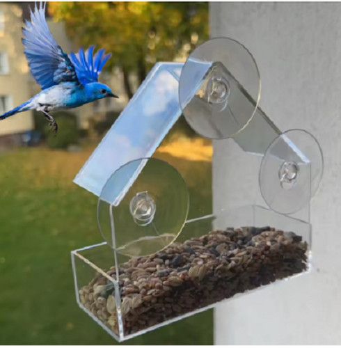 New window type bird - bird, feeder