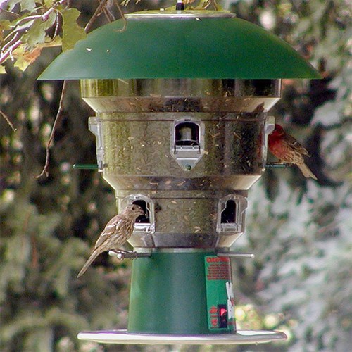 Wild bills electronic - electronic, squirrel
