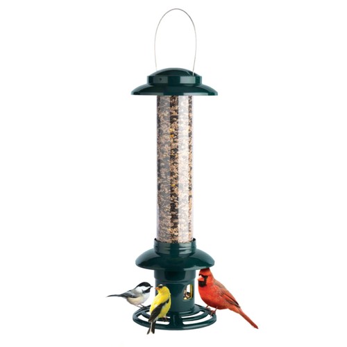 Brome squirrel buster - brome,