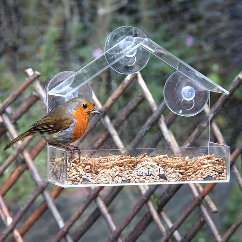 Glass window bird feeder - glass,