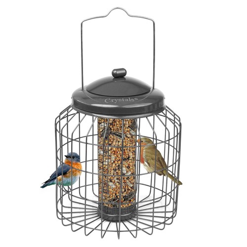 Squirrel proof hanging - squirrel, bird