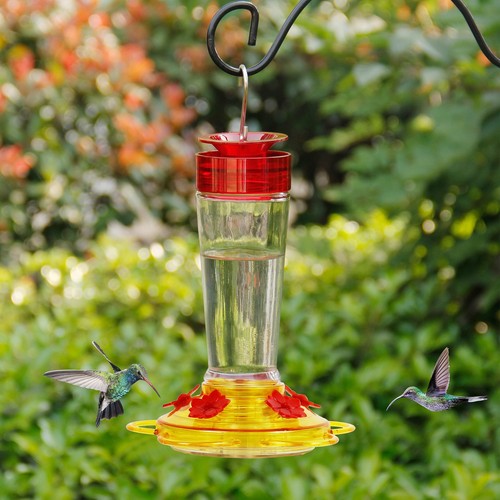 Hummingbird feeder glass - hummingbird, feeder,