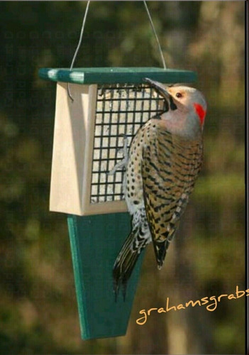 Suet bird feeder with - feeder,
