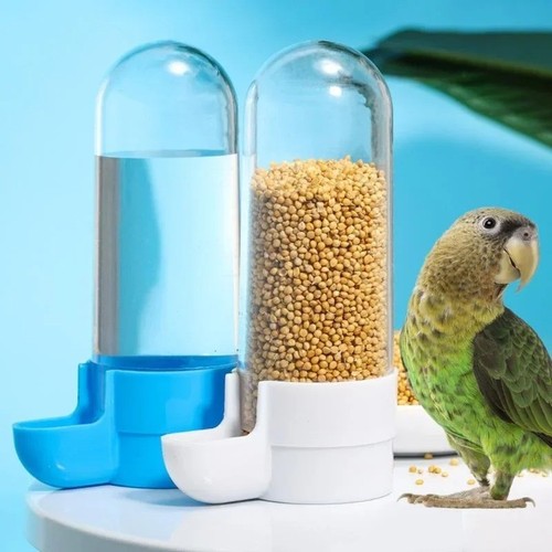 Bird water feeder - bird,